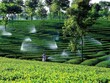 Tái cơ cấu ngành nông nghiệp bằng thế “chân kiềng”