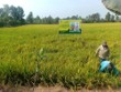 Phân bón Cà Mau tối ưu bộ sản phẩm NPK một hạt, tạo giá trị bền vững cho nông sản Việt