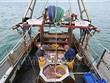 Anh, EU đạt thỏa thuận về hạn ngạch đánh bắt cá năm 2022