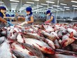 Xuất khẩu của Vĩnh Hoàn (VHC) tăng mạnh, giá cá tra dự báo tiếp tục tăng năm 2022