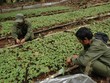 Kon Tum kêu gọi đầu tư 31 dự án trồng và chế biến dược liệu