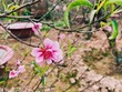 Đào Nhật Tân được mùa nhưng sức mua giảm