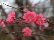 Người trồng đào quất “ngóng” người mua khi Tết cận kề