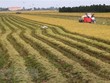 Phát triển Đồng bằng sông Cửu Long thành trung tâm kinh tế nông nghiệp bền vững