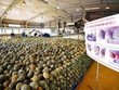 Nông sản Việt và bài toán chuẩn hóa sản xuất