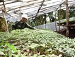Kon Tum kêu gọi doanh nghiệp lớn đầu tư trồng sâm Ngọc Linh