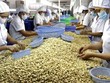 Hỗ trợ doanh nghiệp trong vụ xuất khẩu hạt điều sang Italia