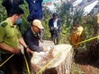 Vì sao Lâm Đồng thu hồi 172 dự án đã giao, cho thuê đất rừng?