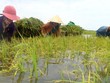 Chính sách mới hỗ trợ tối đa 90% phí bảo hiểm nông nghiệp