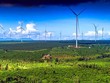 Gia Lai thúc tiến độ các dự án điện gió, điện mặt trời