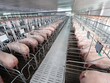 Nông nghiệp BaF Việt Nam nhận thêm một công ty chăn nuôi lợn