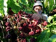 Bất thường đà tăng cổ phiếu CFV