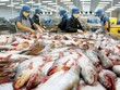 Xuất khẩu cá tra thêm lợi thế bất ngờ từ cá minh thái và giá xăng dầu