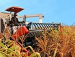 Cổ phiếu của HAGL Agrico (HNG) tiếp tục duy trì diện cảnh báo