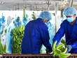 Hoàng Anh Gia Lai (HAG) có lãi 126,5 tỷ đồng trong năm 2021, lỗ lũy kế còn 4.432 tỷ đồng