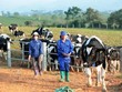 250 triệu cổ phiếu GTN sẽ hủy niêm yết từ ngày 8/3