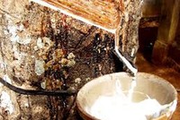 Cao su Tân Biên - Kampongthom (TKR) bị phạt 85 triệu đồng vì công bố thông tin có nội dung không chính xác