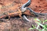 Cuộc chiến không cân sức giữa rắn hổ mang chúa và kỳ đà
