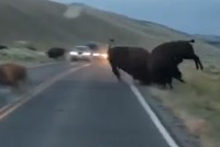 Tranh giành con cái, bò rừng bison húc nhau chí tử giữa đường cao tốc