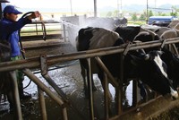 Sau khi sáp nhập GTN, VLC sẽ đầu tư một trang trại bò thịt quy mô khai thác 20.000 con/năm.