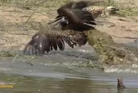 Mưu hèn kế bẩn như cò Marabou "mượn tay" cá sấu để tiêu diệt đối thủ