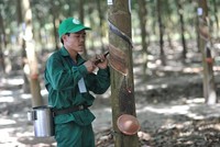 Tập đoàn Cao su báo lãi tăng hơn 74%, sắp chốt quyền trả cổ tức 2.400 tỷ đồng