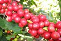 Nguồn cung suy giảm, giá cà phê có thể vẫn ở mức tương đối cao cho đến năm 2022