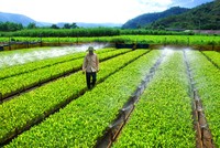 54% doanh nghiệp Việt Nam bị gián đoạn sản xuất kinh doanh nặng do biến đổi khí hậu
