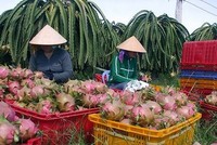 Thương mại điện tử sẽ kết nối người sản xuất với người tiêu dùng