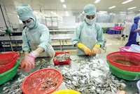 Thiếu nguyên liệu chưa phải là mối lo lớn nhất của các doanh nghiệp chế biến thủy sản. Ảnh: Đức Thanh