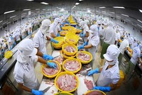 Kim ngạch xuất khẩu thủy sản của Việt Nam những năm gần đây dao động từ 8,5 đến gần 9 tỷ USD/năm.