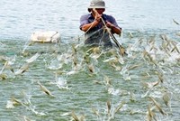 Xuất khẩu thủy sản tháng 8/2021 chỉ đạt khoảng 520 triệu USD, giảm 36% so với cùng kỳ và ở hầu hết các sản phẩm chủ lực.