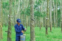 Cao su Đồng Phú (DPR): lãi quý I/2020 giảm một nửa so với cùng kỳ