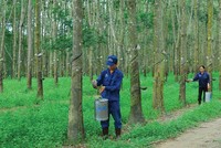 Phát triển Đô thị và Khu công nghiệp Cao su Việt Nam (VRG): Lợi nhuận tăng 1.785%