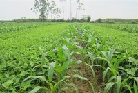 Giống cây trồng Miền Nam (SSC) trả cổ tức 30% bằng tiền mặt