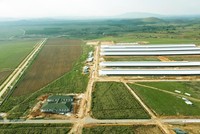 Tổ hợp trang trại tại Lào của Vinamilk đẩy nhanh tiến độ hoàn thành giai đoạn 1