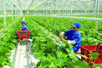 8 nguyên nhân khiến dịch vụ tài chính nông thôn đang bị bỏ ngỏ