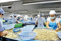 Việt Nam đang là quốc gia xuất khẩu hạt điều hàng đầu thế giới, nên ngành điều có thể là đích nhắm của tổ chức tội phạm quốc tế.