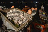 Xuyên đêm giải cứu cá hồ Tây