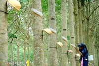 Phát triển Đô thị và Khu công nghiệp Cao su Việt Nam (VRG): Quý III/2020 lợi nhuận 3,9 tỷ đồng, giảm 10,3%