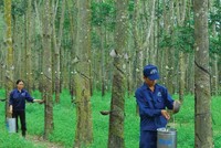 Tập đoàn Công nghiệp Cao su Việt Nam (GVR): Vợ Tổng giám đốc vừa bán ra cổ phiếu nhiều hơn số lượng đăng ký