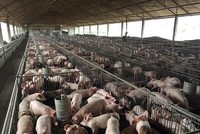 Ngày 24/1, Dabaco Việt Nam (DBC) chốt danh sách cổ đông xin ý kiến thưởng cổ phiếu tỷ lệ 100%