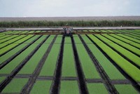 Dự trữ phân bón toàn cầu giảm sau ảnh hưởng của cuộc xung đột Nga và Ukraine