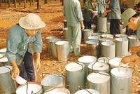 Tháng 6, DPR ước đạt 17,7 tỷ đồng lợi nhuận