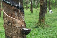 Tháng 6, PHR ước đạt 24 tỷ đồng lợi nhuận