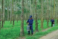 Ảnh Internet