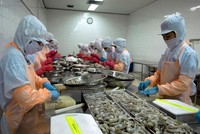 Thủy sản Thuận Phước (THP) thưởng cổ phiếu 100% và chào bán cho cổ đông, tỷ lệ 1:1