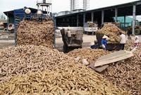 Năm 2020, xuất khẩu sắn đạt gần 1 tỷ USD