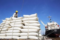Hoạt động xuất khẩu lúa gạo có diễn biến khả quan