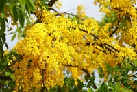 Muồng hoàng yến khoe sắc khắp phố phường Hà Nội